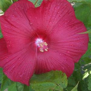 Hibiscus x 'Pinot Noir'