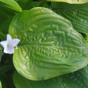Hosta  'August Moon'