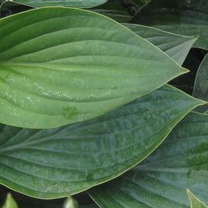Hosta  'Blue Cadet'
