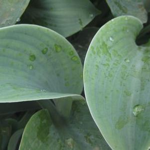 Hosta  'Blue Umbrellas'