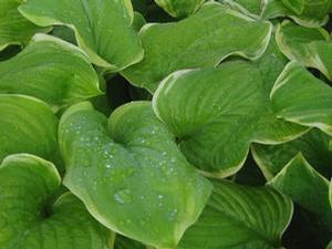 Hosta  'Fragrant Bouquet'