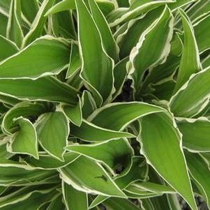 Hosta  'Ginko Craig'