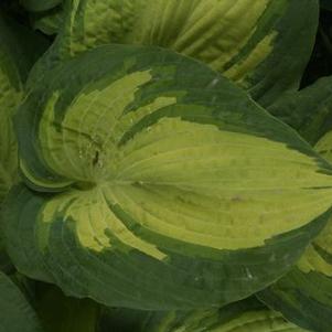 Hosta  'Great Expectations'