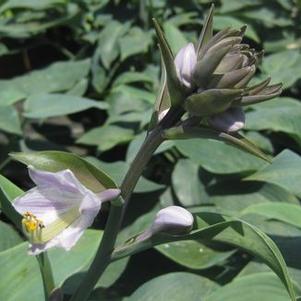 Hosta  'Hadspen Blue'