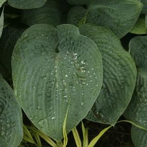 Hosta  'Love Pat'