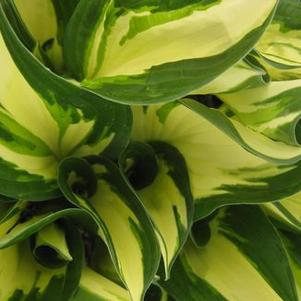 Hosta  'Loyalist'