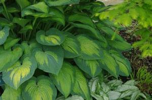 Hosta  'Paul's Glory'