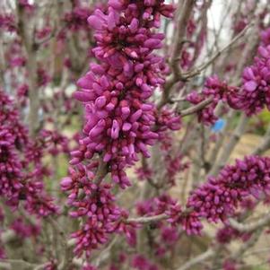 Cercis chinensis 'Avondale'