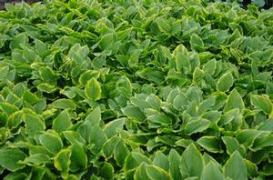 Hosta  'So Sweet'