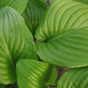 Hosta plantaginea