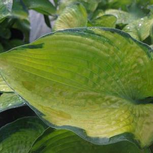 Hosta tokudama 'Bright Lights'