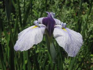 Iris ensata 'Flying Tiger'