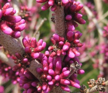 Cercis chinensis 'Don Egolf'