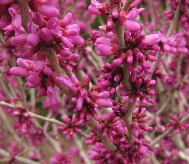 Cercis chinensis 'Don Egolf' - Chinese Redbud