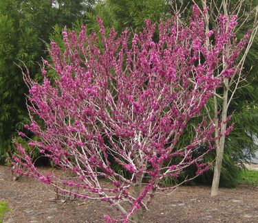 Cercis chinensis Don Egolf - Chinese Redbud