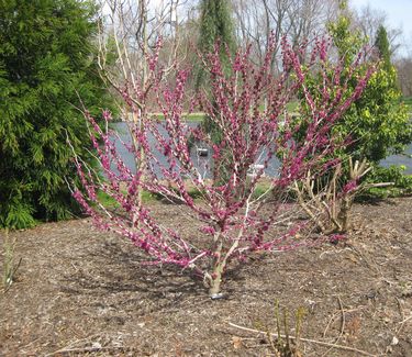 Cercis chinensis 'Don Egolf'