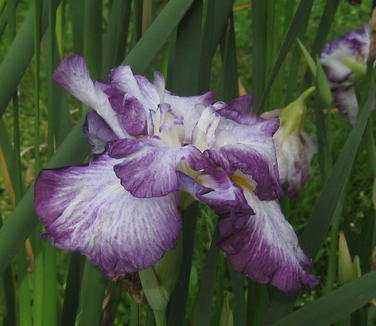 Iris ensata 'Lion King' - Japanese Iris