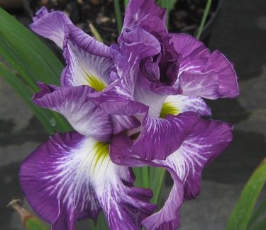 Iris ensata 'Lion King' - Japanese Iris