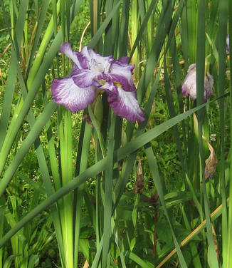 Iris ensata 'Lion King' - Japanese Iris