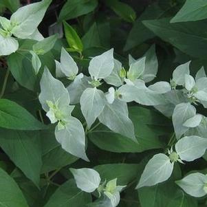 Pycnanthemum muticum 