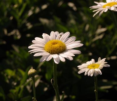 Leucanthemum x superbum Becky