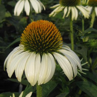 Echinacea purpurea White Swan