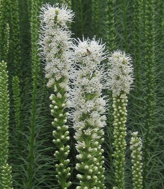 Liatris spicata 'Floristan White' - Gayfeather 