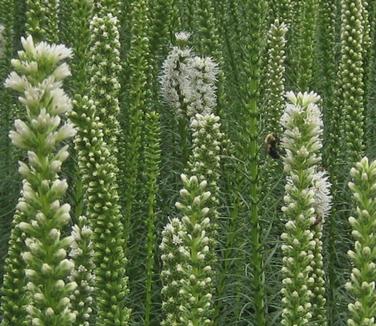 Liatris spicata 'Floristan White' - Gayfeather 