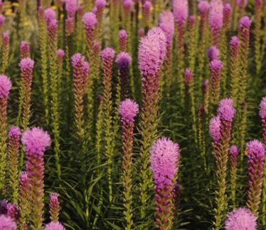 Liatris spicata 'Kobold' - Gayfeather from Pleasant Run Nursery