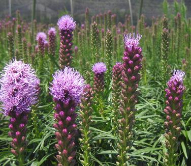 Liatris spicata Kobold