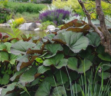 Ligularia dentata 'Othello' (@ Maine Bot Garden)