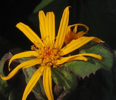 Ligularia dentata 'Othello' 