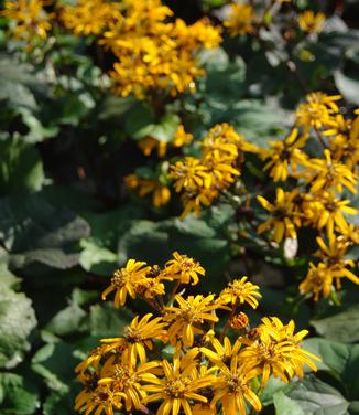 Ligularia dentata Othello