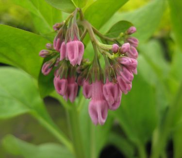 Mertensia virginica (in bud)