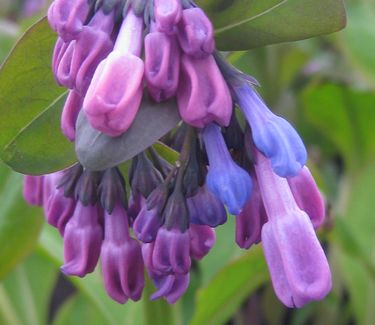 Mertensia virginica - Virginia Bluebells 