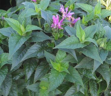 Monarda didyma 'Petite Delight' - Bee Balm 