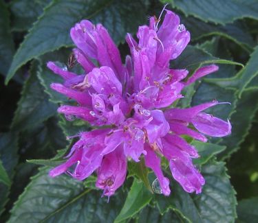 Monarda didyma 'Petite Delight' - Bee Balm 