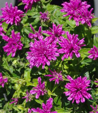 Monarda didyma Petite Delight