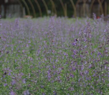 Nepeta x faassenii Walker's Low - Catmint