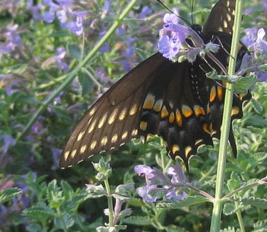 Nepeta x faassenii Walker's Low - Catmint