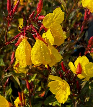 Oenothera fruticosa 'Fireworks' - Evening Primrose from Pleasant Run Nursery