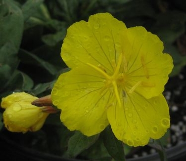 Oenothera fruticosa Fireworks