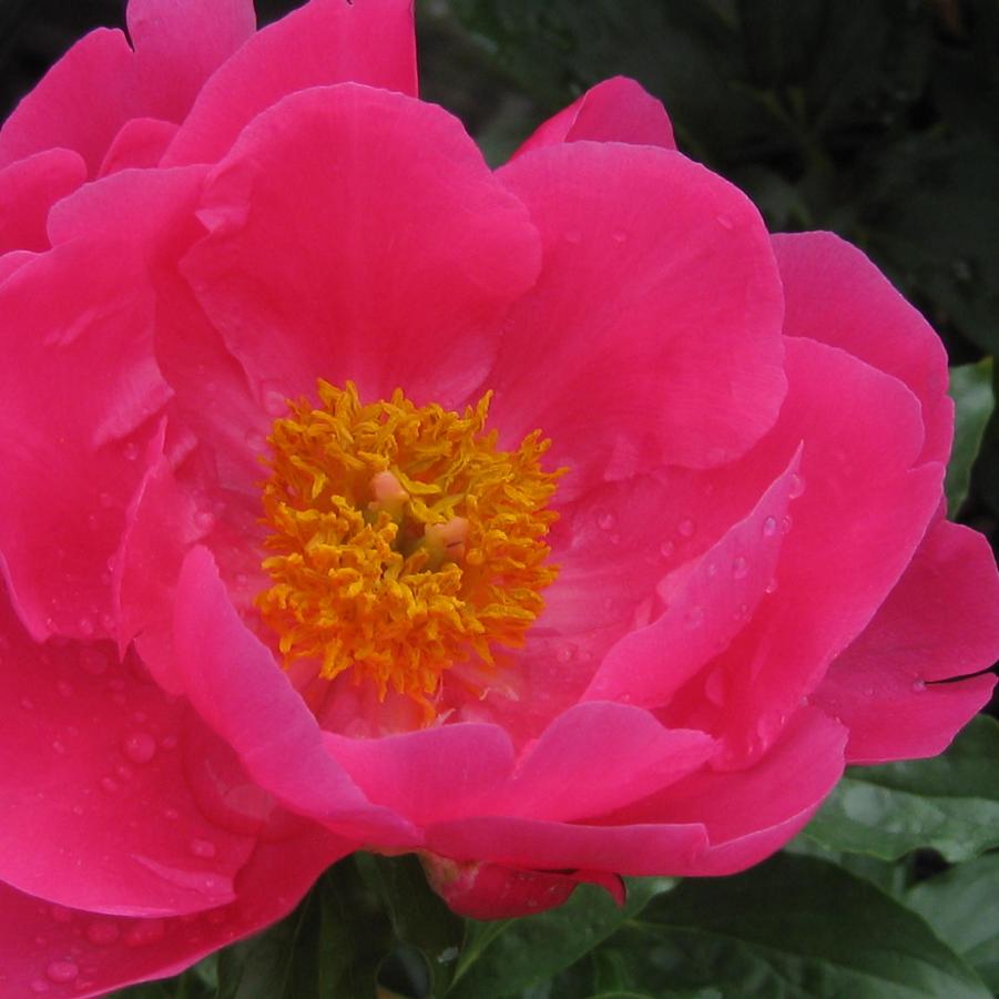 Paeonia Paula Fay 