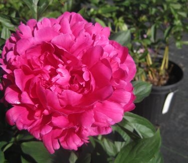 Paeonia Kansas