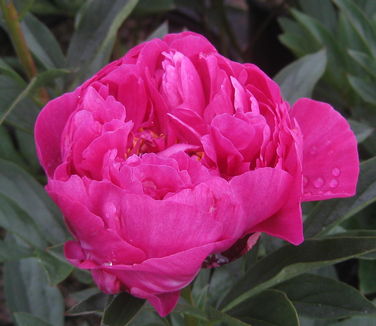 Paeonia Kansas