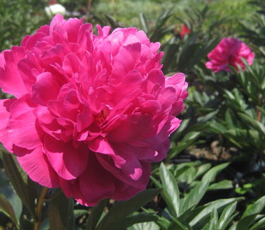 Paeonia Kansas