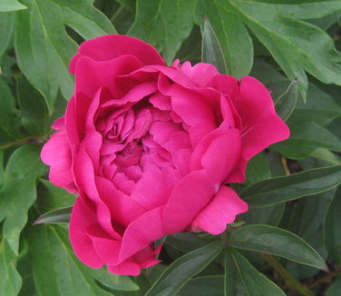 Paeonia Kansas