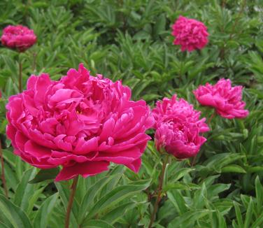 Paeonia Karl Rosenfield