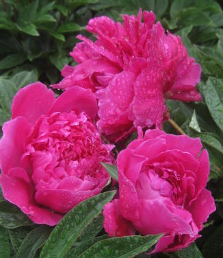 Paeonia Karl Rosenfield