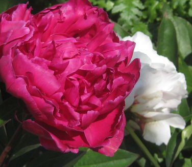 Paeonia Karl Rosenfield